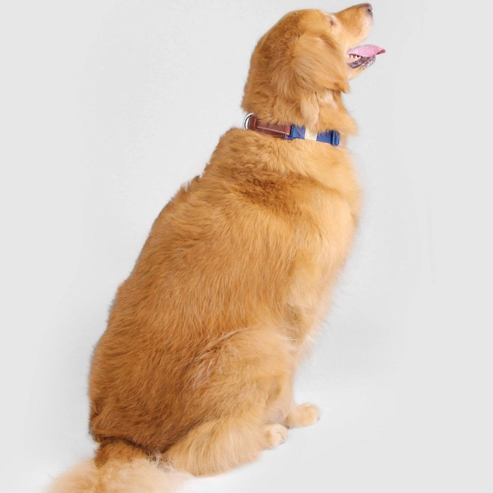 Sputnik Nylon Dog Collar (Yellow)
