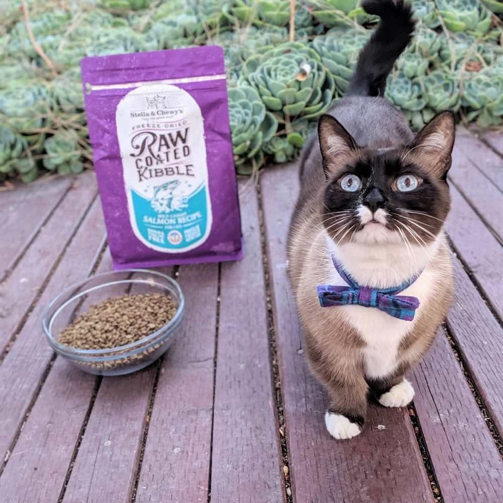Stella & Chewys Freeze-Dried Raw Coated Kibble Salmon Grain-Free Dry Cat Food