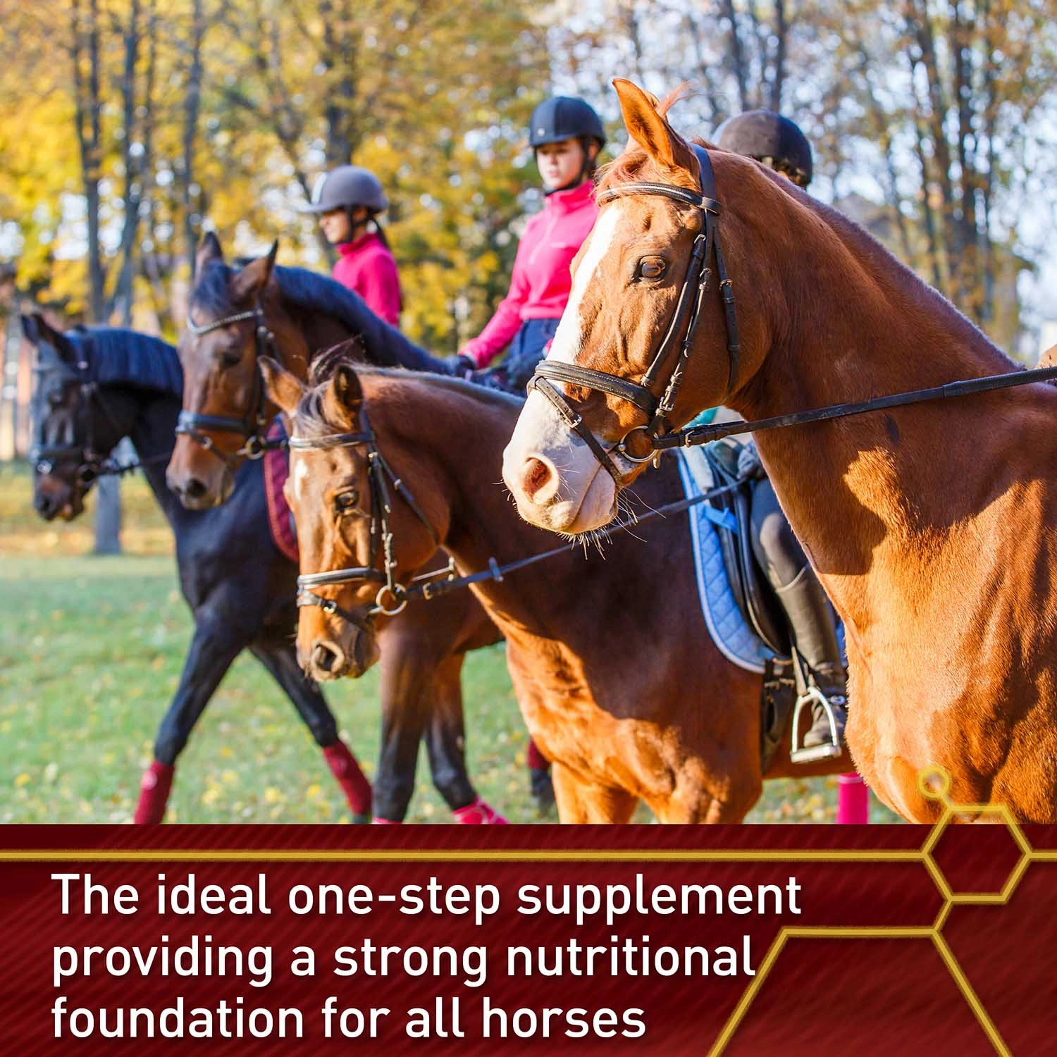 Vita Flex Pro Accel Health & Wellness Formula, Supplement for Horses