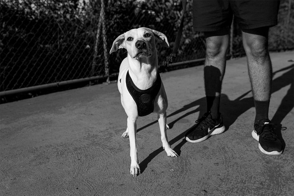 Zee.Dog Air Mesh Dog Harness (Gotham)