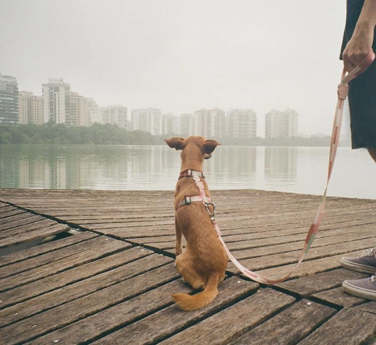 Zee.Dog Dog Leash (Laguna)