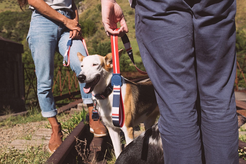 Zee.Dog Dog Leash (Rocket)