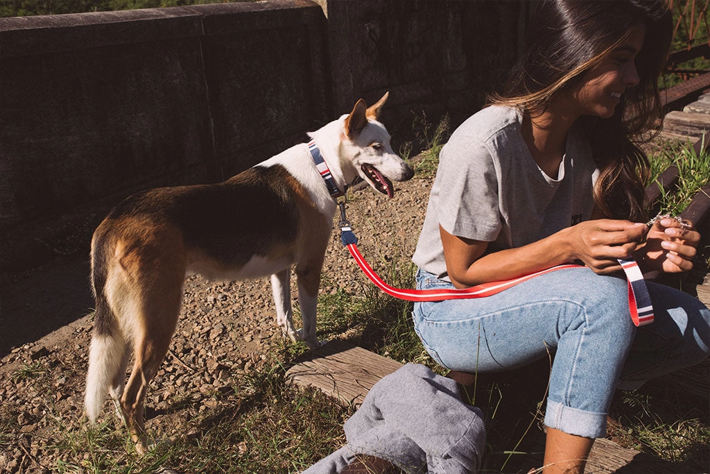 Zee.Dog Dog Leash (Rocket)