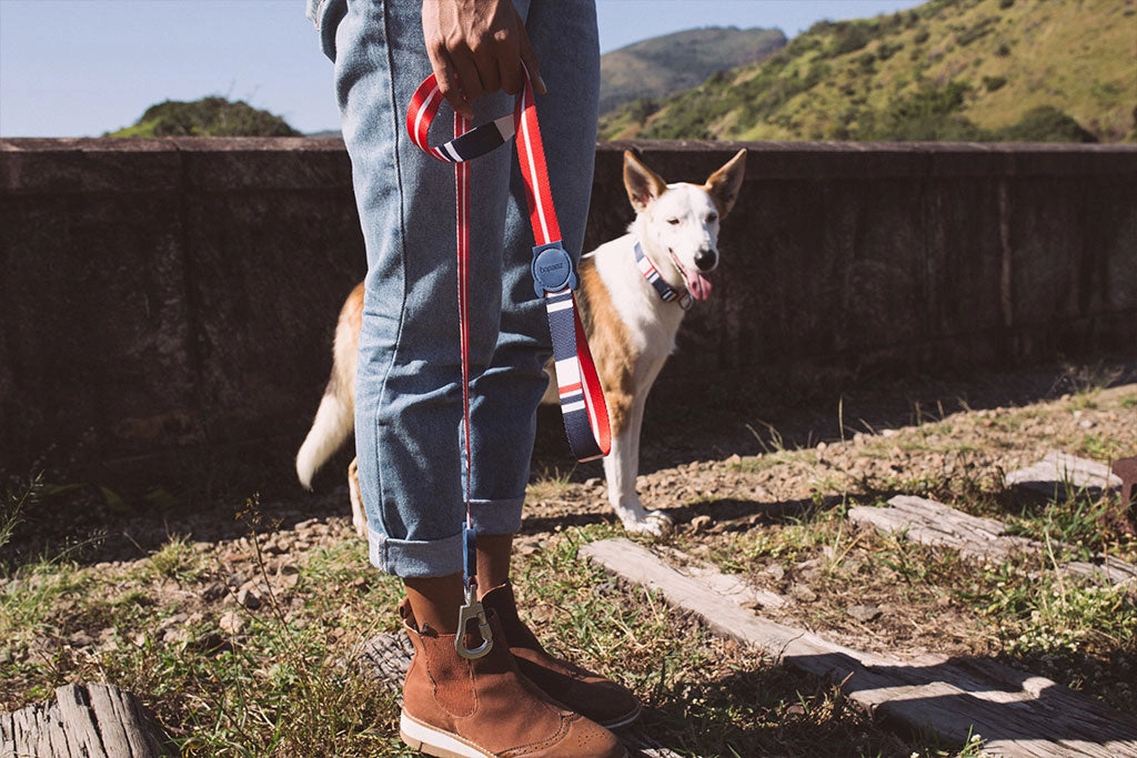 Zee.Dog Dog Leash (Rocket)