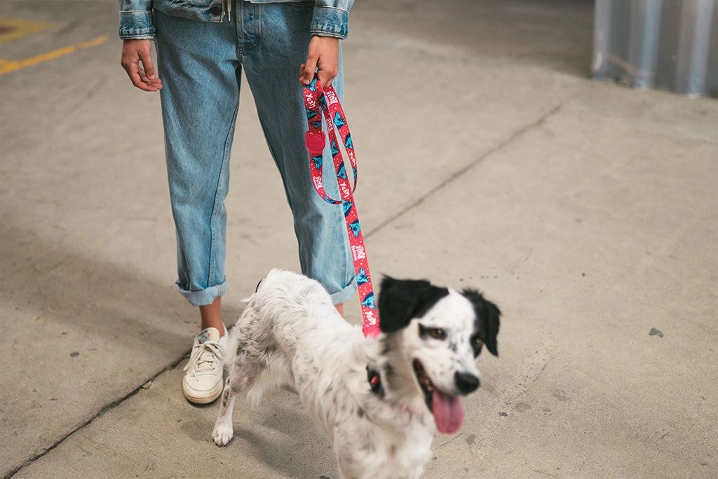 Zee.Dog Dog Leash (Uni)