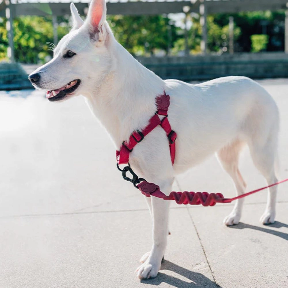 Zee.Dog Ruff Dog Leash (Bordeau)