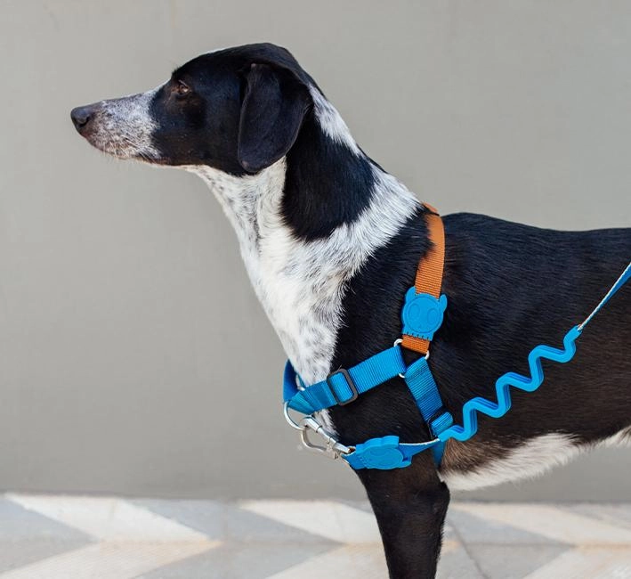 Zee.Dog Ruff Shock Absorbent Dog Leash (Delta)