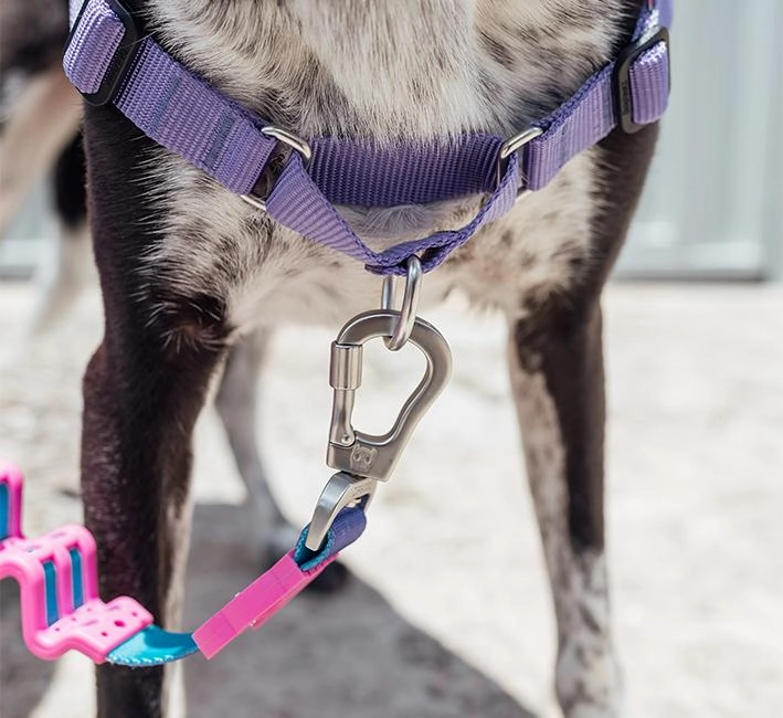 Zee.Dog Soft-Walk Dog Harness (Aurora)