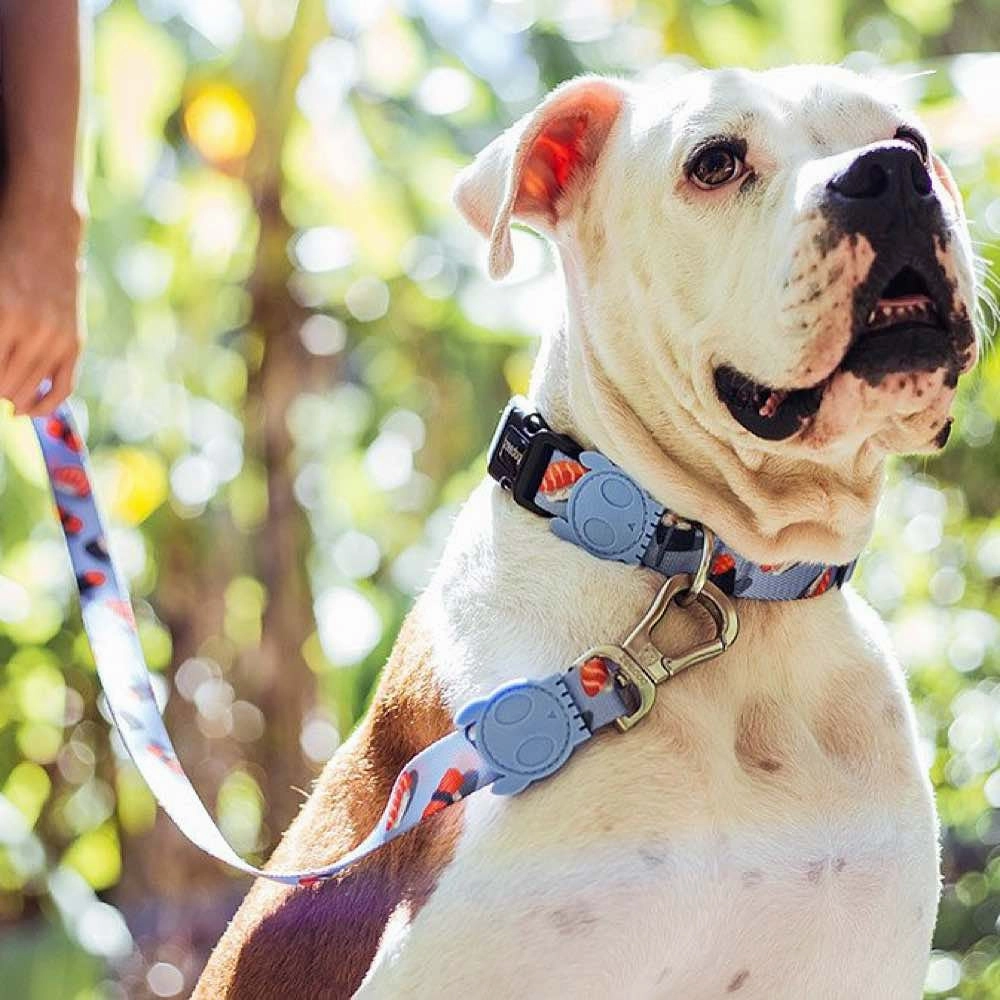 Zee.Dog Wasabi Dog Collar