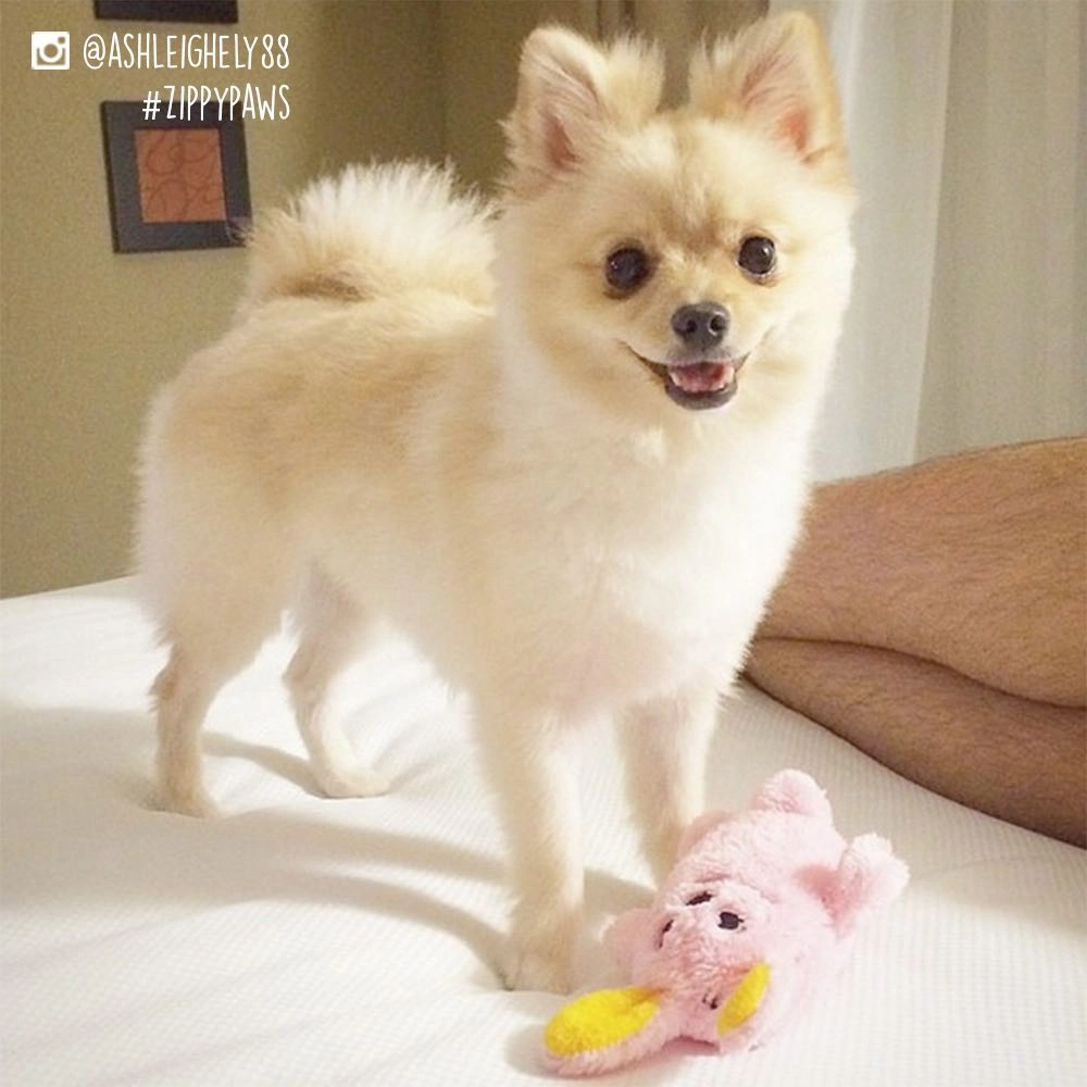 ZippyPaws Squeakie Buddie Bunny Dog Toy